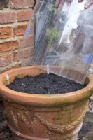 Sowing Spinach in outdoor container and protecting with cloche