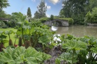 View through Gunnera manicata to the ruins of the old bridge at Mill Street Garden - May