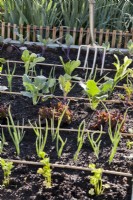 Raised bed with celery, onion, lettuce and kohlrabi in organic kitchen garden.