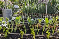 Raised bed with celery, onion, lettuce and kohlrabi in organic kitchen garden.