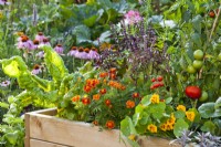 Raised bed with Swiss chard, Tagetes patula, purple basil, nasturtium and tomato growing up cane support.