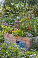 Organic kitchen garden with raised bed planted with tomatoes, peppers, purple sage, nasturtium, basil and Swiss chard.