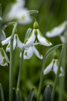 Galanthus 'Pieces Of Eight'