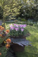 Tulipa 'Whispering dream' in container with Erysium 'Apricot Delight', Rheum palmatum 'Atrosanguineum' and Acer palmatum 'Sango-kaku'