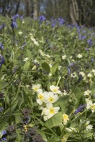 Primulas and Bluebells in woodland glade