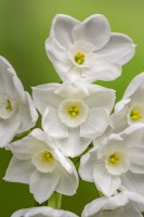 Narcissus 'Ziva' flowering in winter - December