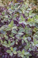 Pittosporum tenuifolium 'Bannow Bay' variegated leaves in winter - December