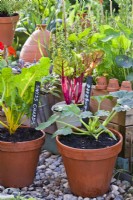 Potted courgette and Swiss chard.