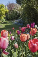 Pastel tulip display in garden border