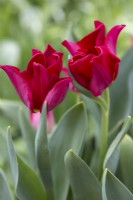 Tulip 'Red Dress'