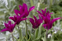 Tulip 'Purple Doll'