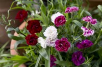 Dianthus Dynasty Mix 