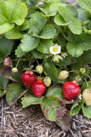 Strawberry Parfum Freeclimber growing plants with fruit and flower
