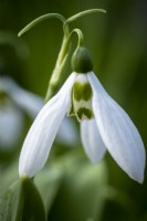 Galanthus 'Anglesey Candlelight'