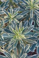 Euphorbia characias 'Silver Swan' variegated leaves in winter - January