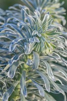 Euphorbia characias 'Glacier Blue' variegated leaves in winter - January