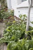 Spinach 'Lazio' growing in galvanized metal container with fig tree in front garden