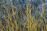 Salix alba 'Golden Ness'