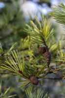 Pinus sylvestris 'Aurea Group'