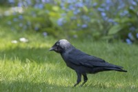 Corvus monedula - Jackdaw on lawn