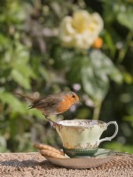 Erithacus rubecula - European Robin perched on china tea cup with biscuits