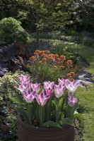 Tulipa 'Whispering dream' in container with Erysium 'Apricot Delight', Rheum palmatum 'Atrosanguineum'