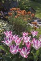 Tulipa 'Whispering dream' in container with Erysium 'Apricot Delight'