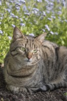 Tabby cat sitting in garden border