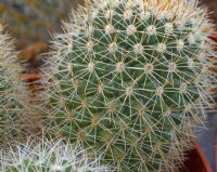 Mammillaria cactus closeup of spines