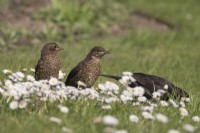 Turdus merula - Blackbird - adult male foraging for two juveniles on lawn with daisies