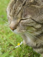 Tabby cat with daisy
