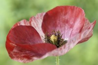 Papaver rhoeas  'Pandora'  Poppy  One colour from mixed  July