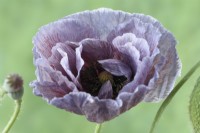 Papaver rhoeas  'Pandora'  Poppy  One colour from mixed  July