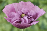 Papaver somniferum  'Tallulah Belle Blush'  Opium Poppy  One colour from mixed  July
