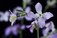 Matthiola longipetala subsp. bicornis  Night-scented stock  July