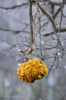 ornamental gourd in winter, hanging from fruit tree for storage.