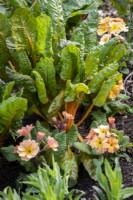 Polyanthus 'Stella Champagne' F1 planted with Swiss chard 'Bright Lights' syn. 'Rainbow' - Beta vulgaris subsp. cicla