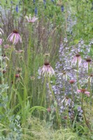 Border with Echinacea pallida - Cone flowers and other perennials in the Iconic Horticultural Hero Garden. A Climate Resilient Perennial Meadow. Hampton Court Flower Festival 2021, 