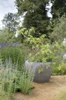Figus carica in a large pot - Iconic Horticultural Hero Garden by Tom Stuart-Smith - RHS Hampton Court Palace Festival 2021