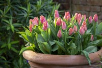 Tulipa 'Salmon Prince' in a terracotta pot