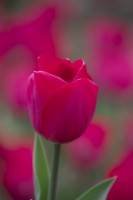 Tulipa 'Spryng Tide'