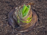 Flower bud of Hippeastrum 'Red Lion' - amaryllis green shoots