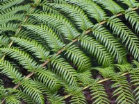 Close up of the leaves of Dicksonia antarctica - Tree fern