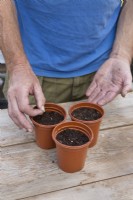 Sowing individual aubergine seeds into plastic pots with peat free compost
