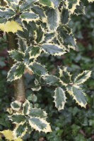 Ilex aquifolium 'Argentea Marginata'