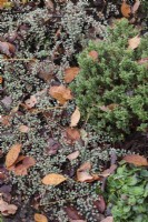 Cotoneaster atropurpureus 'Variegatus' and Hebe covered in fallen Autumn leaves