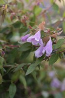 Abelia x grandiflora 'Pinky Bells', syn. Abelia 'Lynn'