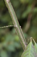 Ridged bark of Euonymus europaeus - European spindle
