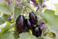 Aubergine 'Pot Black'
