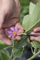 Hand pollinating aubergine flowers with brush
